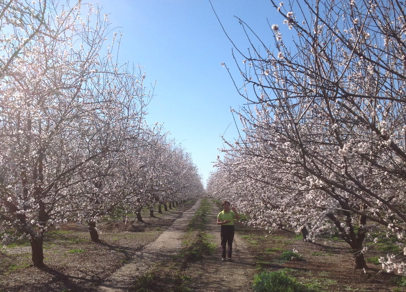 Almond Orchard-Ohn.jpeg