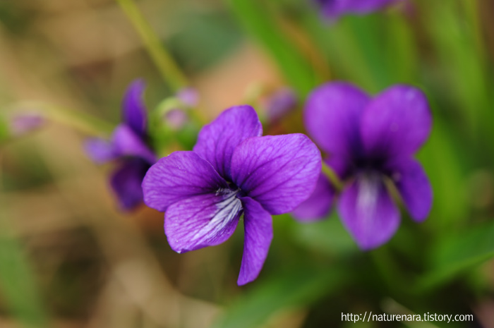 Manchurian violet.jpg