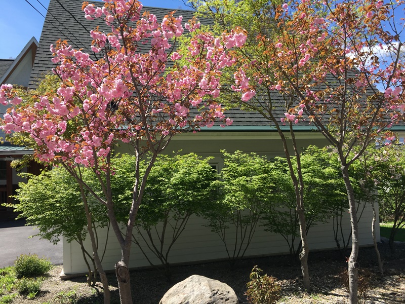 Kwanzan Cherry in full bloom.JPG