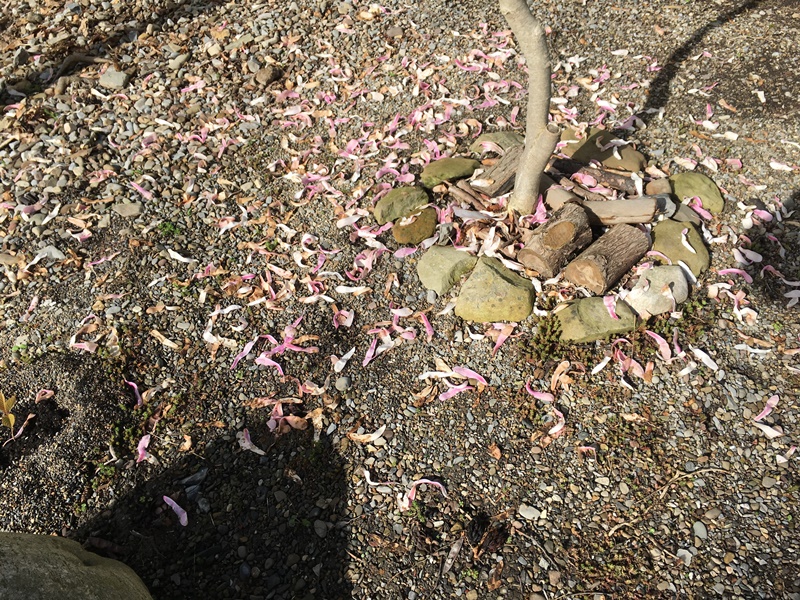 Fallen blossoms.JPG