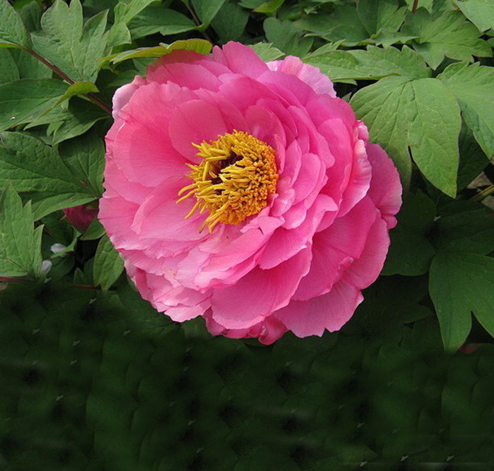 peony713.jpg